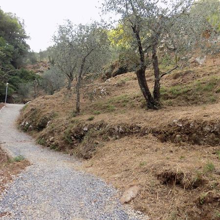 Fattoria Ceragioli Villa Camaiore Dış mekan fotoğraf